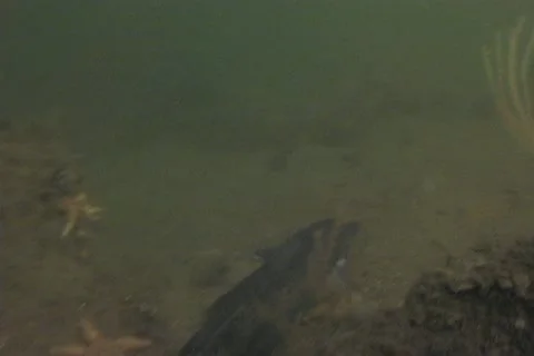 Conger eel sd 7 Stock Footage 12460856