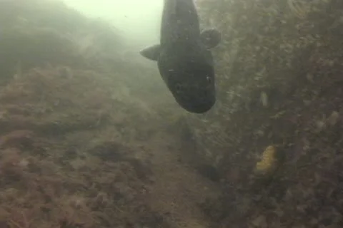 Conger eel sd 9 Stock Footage 12460821