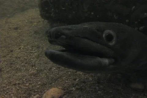 Conger eel sd Video stock 12459457