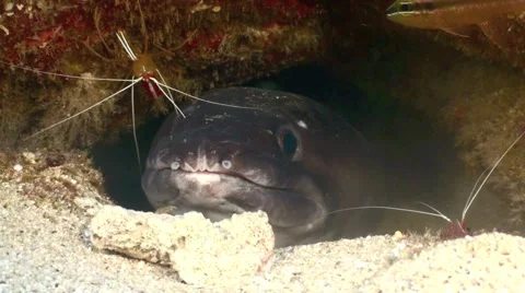 Conger Eel with shrimp Stock Footage 1096404