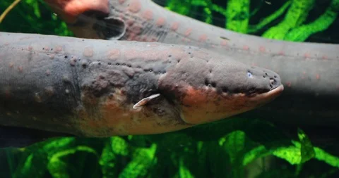 Conger eel underwater Stock Footage 107931637