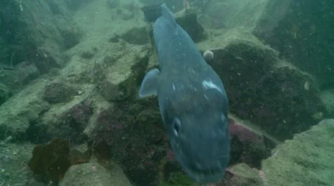 Conger swim to camera Stock Footage 12502501