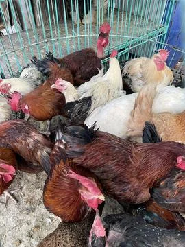 Congested Poultry Cage at Market Stock Photos