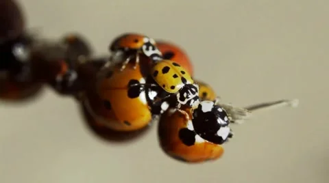 Congestion ladybugs on a branch close up macro 動画素材 51862818