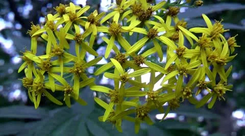 Congestion yellow flowers, all with five petals Stock-Footage 10700737