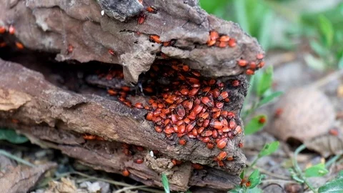 Congestion of young specimens of firebugs Stock Footage 91144906