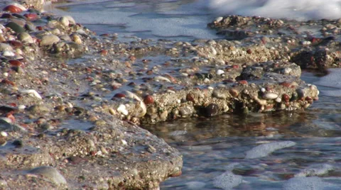 Conglomerate rocks at the beach 動画素材 32234988