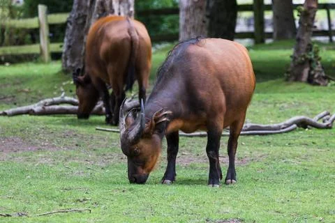 Congo buffalo pair Stock Photos