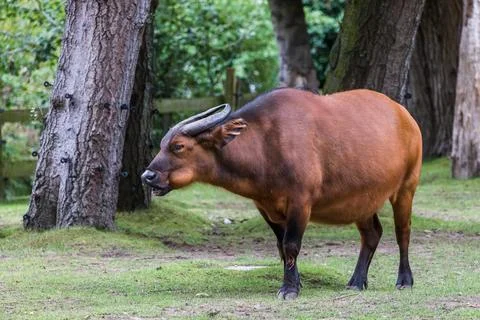 Congo buffalo Stock Photos