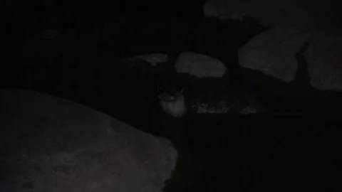 Congo Clawless Otter at night in DRC Video stock 84565006