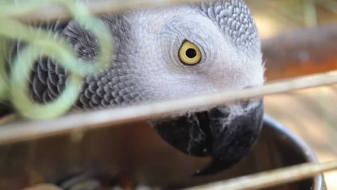 Congo Gray Parrot eating in a cage Stock Footage 139160743