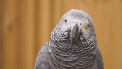 A Congo gray parrot maintaining eye contact with camera Video stock 311873076
