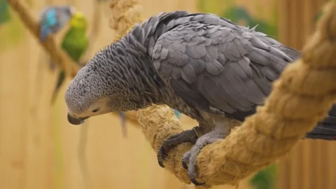 A Congo gray parrot perches on a rope, looking around, while budgies fly nearby 스톡 동영상 311873227