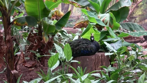 Congo peafowl or Congo Peacock (Afropavo congensis) male Stock Footage 190990096