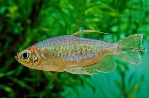 Congo tetra Stock Photos