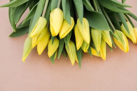 Congratulations and tulips on a light background. selective focus. nature Stock Photos