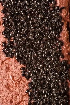 Congregation of Ants Stock Photos