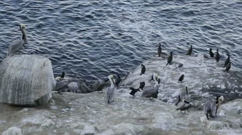 Congregation of birds on rocks. 動画素材 20605716