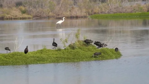Congregation of Glossy Ibis on a grassy patch of land Vídeos de archivo 170555245