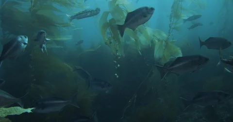 Congregation of halfmoon and kelp bass fish in giant kelp forest Stock Footage 125649967
