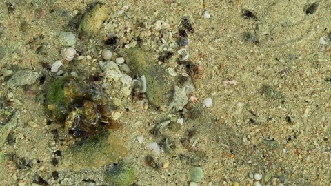Congregation of Hermit Crabs Foraging Across Tropical Sandy Seafloor Vídeos de archivo 337022492
