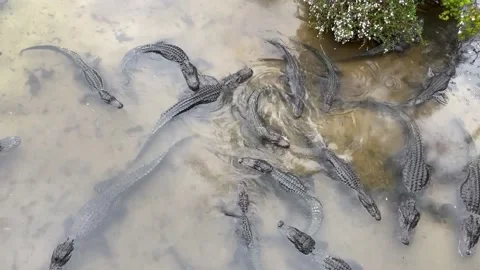A Congregation of Large Alligators Feeding Below Stock Footage 166238802