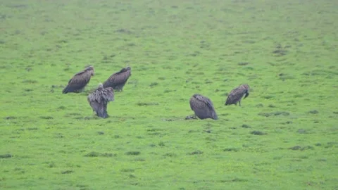 Congregation of vultures relaxing in the vast and green fields of the jungle Stock Footage 217903334