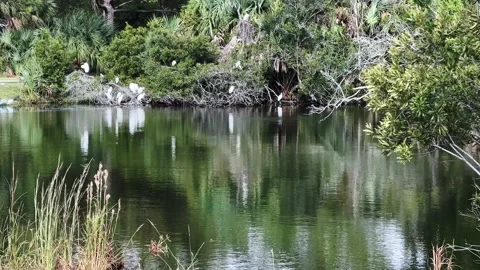A congregation of white egrets along a lagoon Stock Footage 231233685