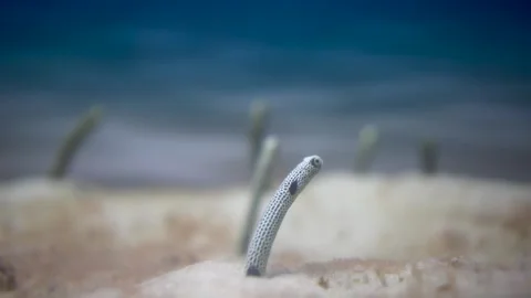 Congridae peeking out of the sand. Eels from at the bottom of the sea. Exotic Stock Footage 240576599