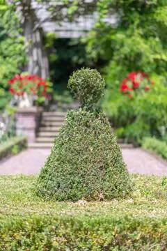 Conic pine tree growing on the green short grass against a green leafs backgr Stock-Fotos