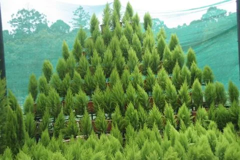 Conical Arrangement Stock Photos