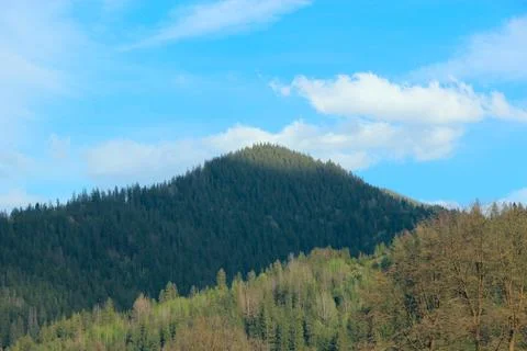 Conical mountain peak covered with dense green pine forest under blue sky Fotos de archivo