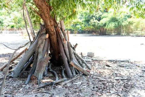 A conical pile of firewood at the base of a tree. Stock Photos