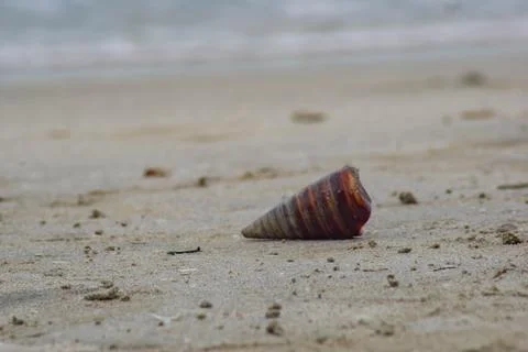 Conical sea snails shell on beach sands Stock Photos