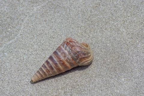 Conical sea snails shell on beach sands Stock Photos
