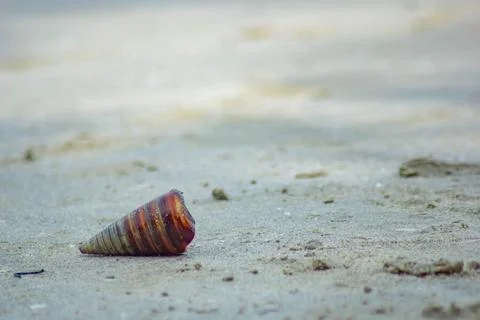 Conical sea snails shell on beach sands Stock Photos
