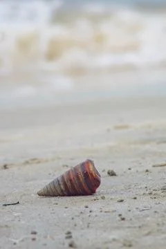 Conical sea snails shell on beach sands Foto stock