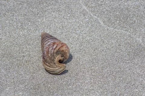 Conical sea snails shell on beach sands Stock Photos