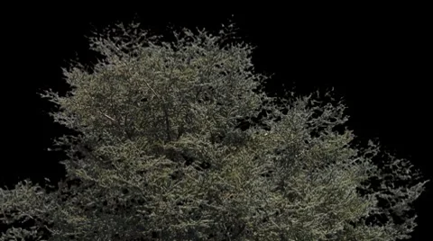 Conifer 03 Stock Footage 8763652