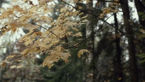 Conifer and deciduous branches swaying in autumn forest wind Vídeos de archivo 320083226