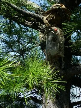 Conifer on a background of blue sky Foto stock