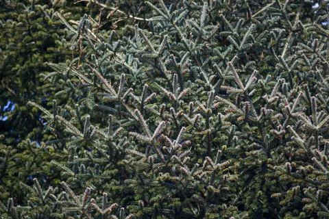 Conifer background Stock Photos