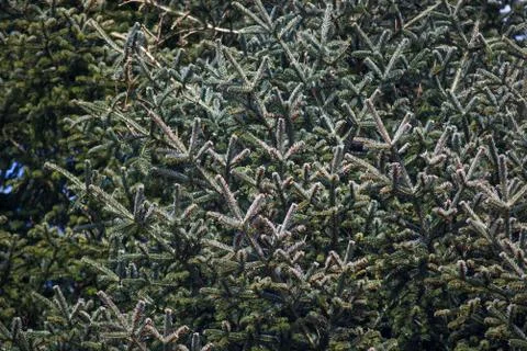 Conifer background Foto stock