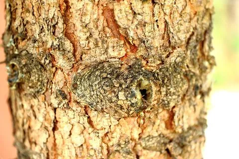 Conifer bark with a knot Stock Photos