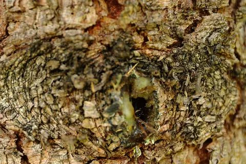 Conifer bark with a large knot Stock Photos