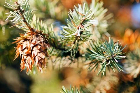 Conifer branch Stock Photos
