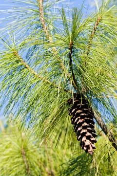 Conifer branch Stock Photos