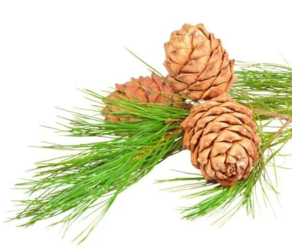 Conifer branch with pine cones Stock Photos