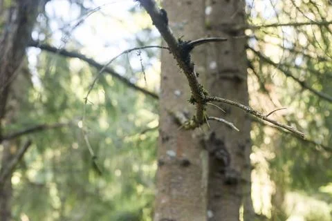 Conifer branch in soft focus forest. Mossy tree trunk with blurred woodland 스톡 사진
