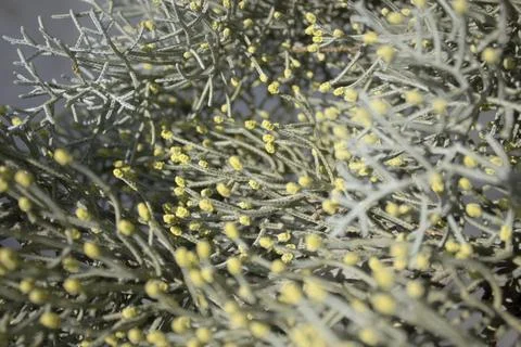 Conifer branch with yellow pollen cones macro Stock Photos
